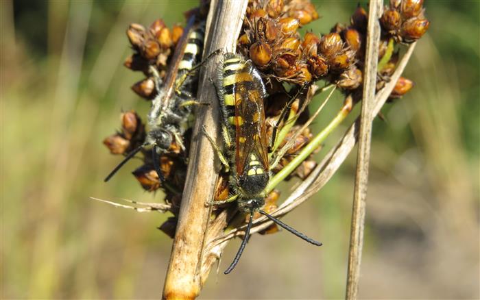 maschi di Colpa sexmaculata (Scoliidae)